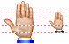 Palm